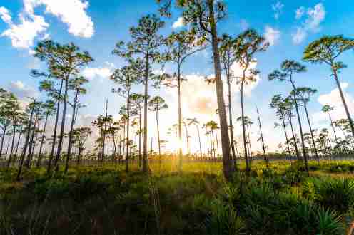 Avenir's Finest: Landstar Development Group Unveils a Paradisiacal Community in Palm Beach Gardens